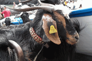 El año chino de la cabra