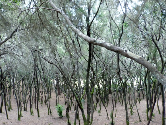 bosque encantado.jpg