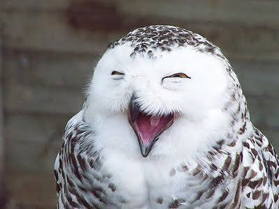 cool-smiling-owl