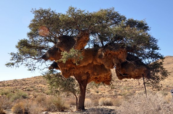 nido-de-pajaros-tejedores-en-Africa.jpg