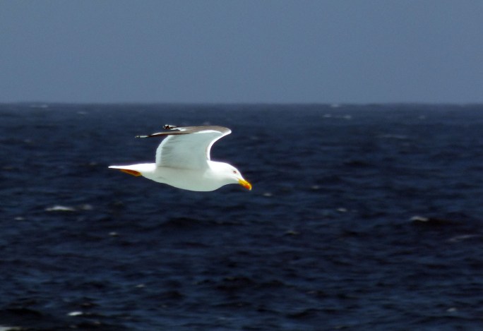 gaviota1.jpg