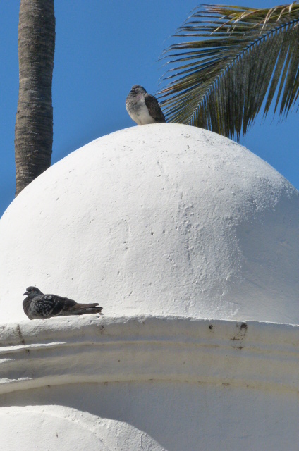 dos palomas, una palmera y una cúpula.JPG