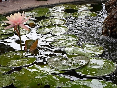 BF092B5D4A9B4FE88C291A29E843970A (2).jpg